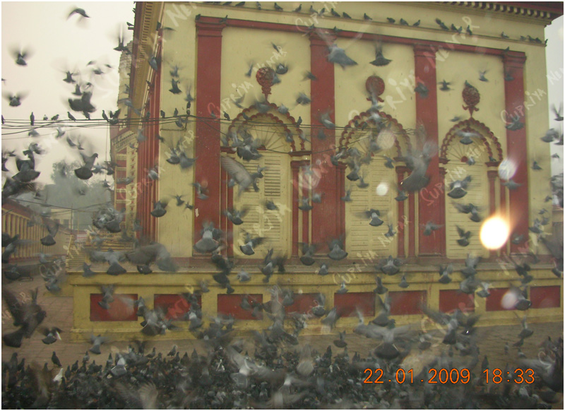 Flight of pigeons - Dakhineshwar